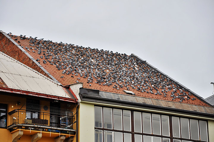A2B Pest Control are able to install spikes to deter birds from roofs in Durham. 