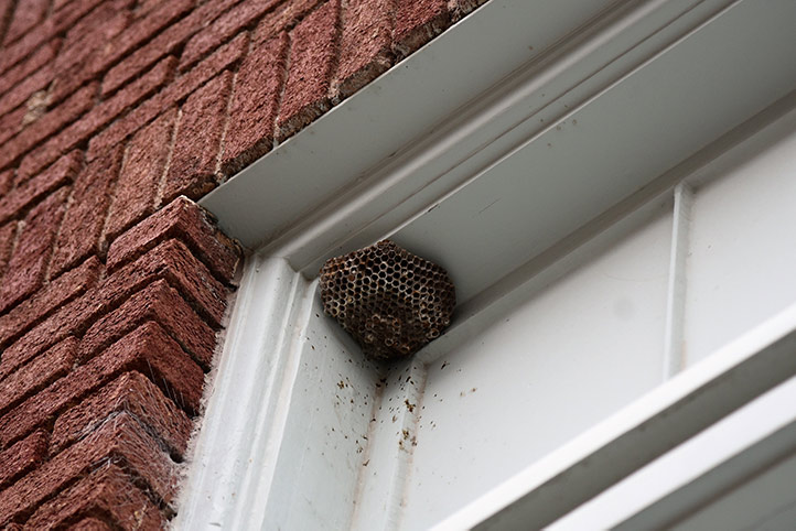 We provide a wasp nest removal service for domestic and commercial properties in Durham.